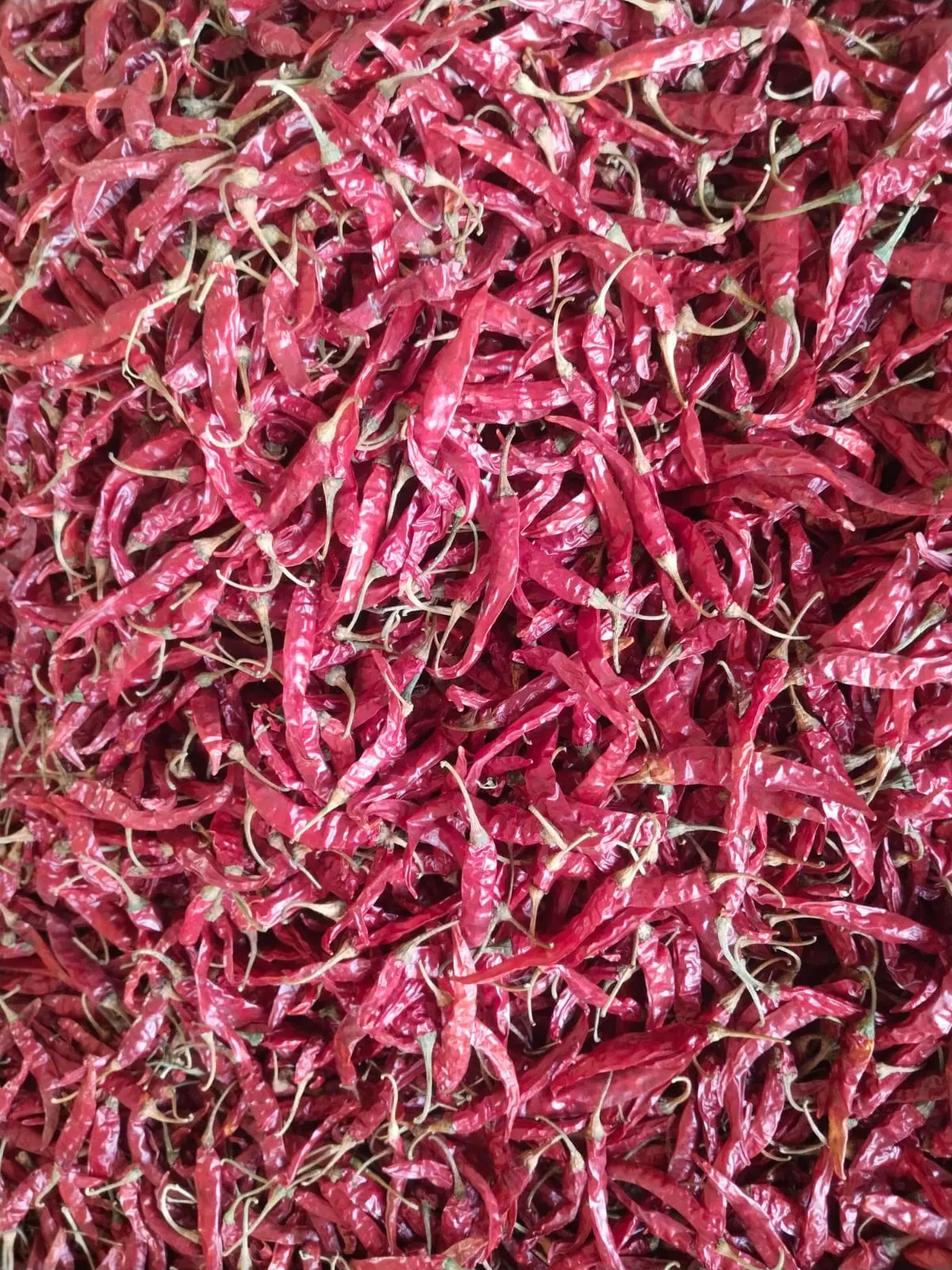 Red Armoor dried chillies spread out for drying