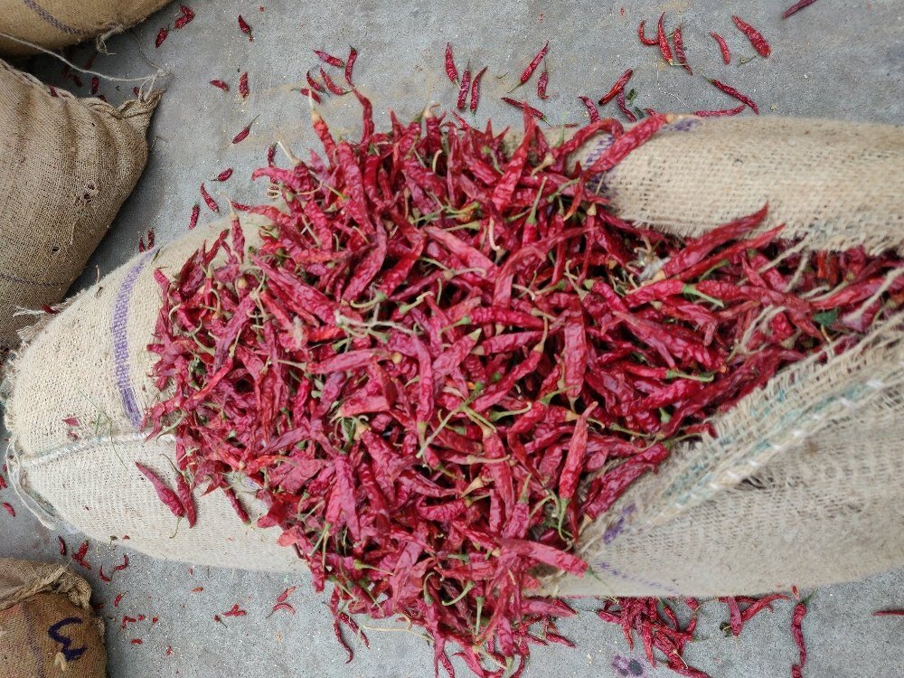 Armoor dried red chillies heaped in jute bags