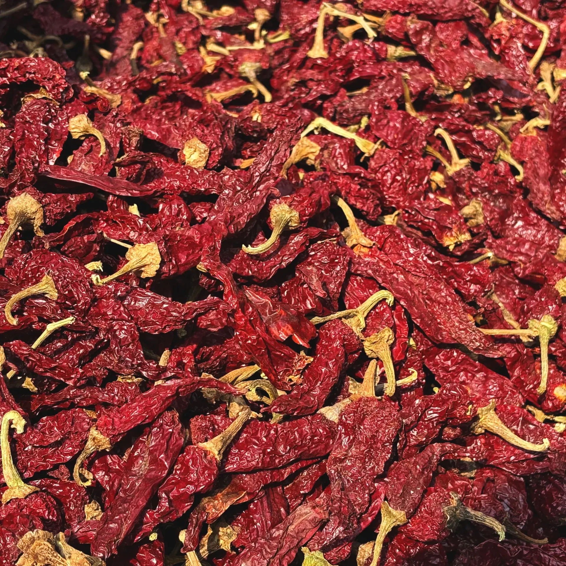 Indian dried red chillies selected for international supply