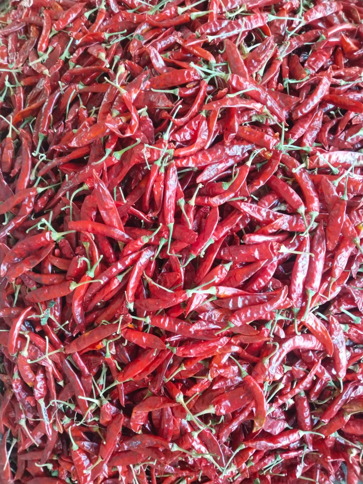 Indian dried red chillies selected for international supply