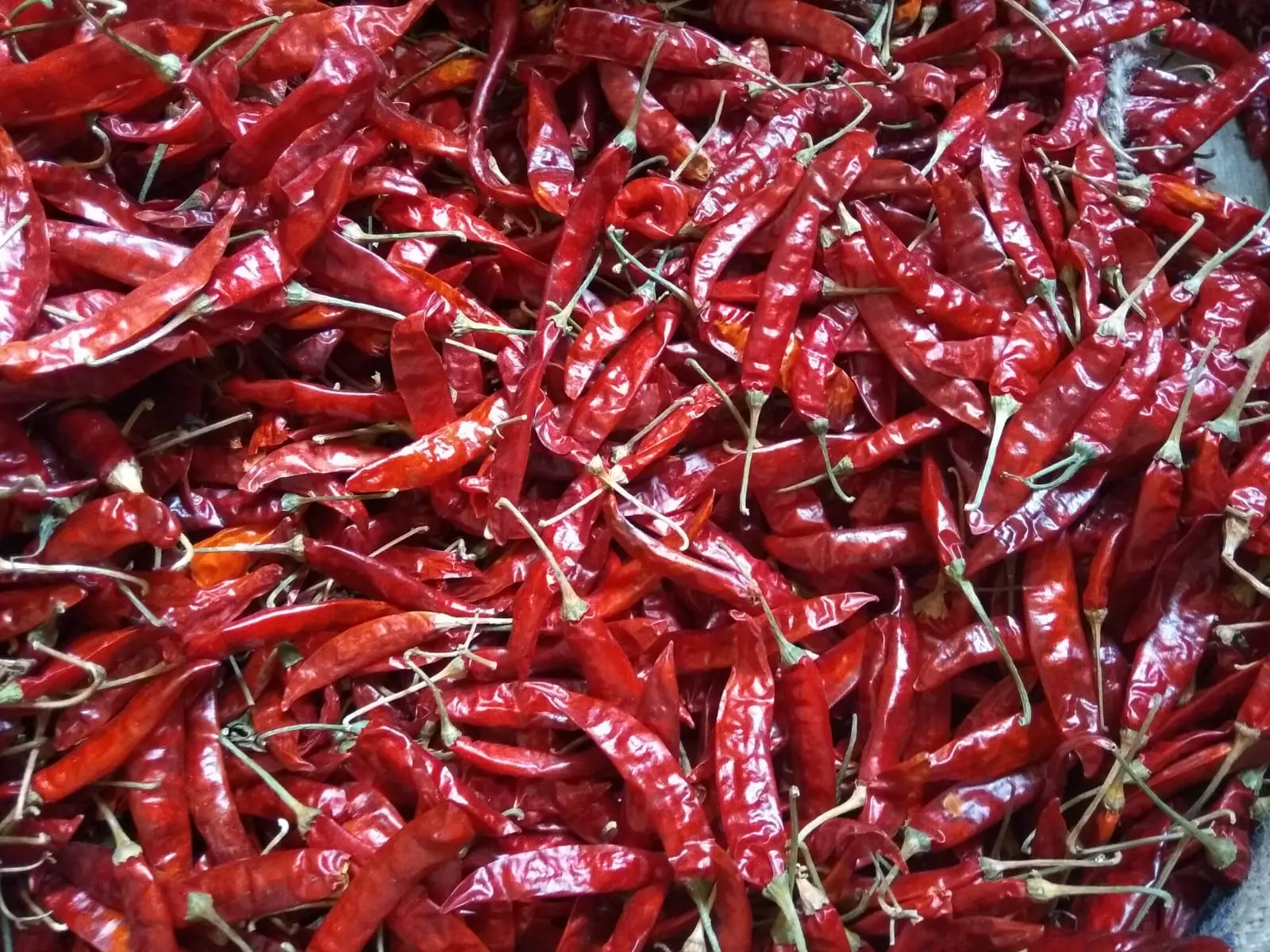 Deep red S4 334 chillies prepared for export
