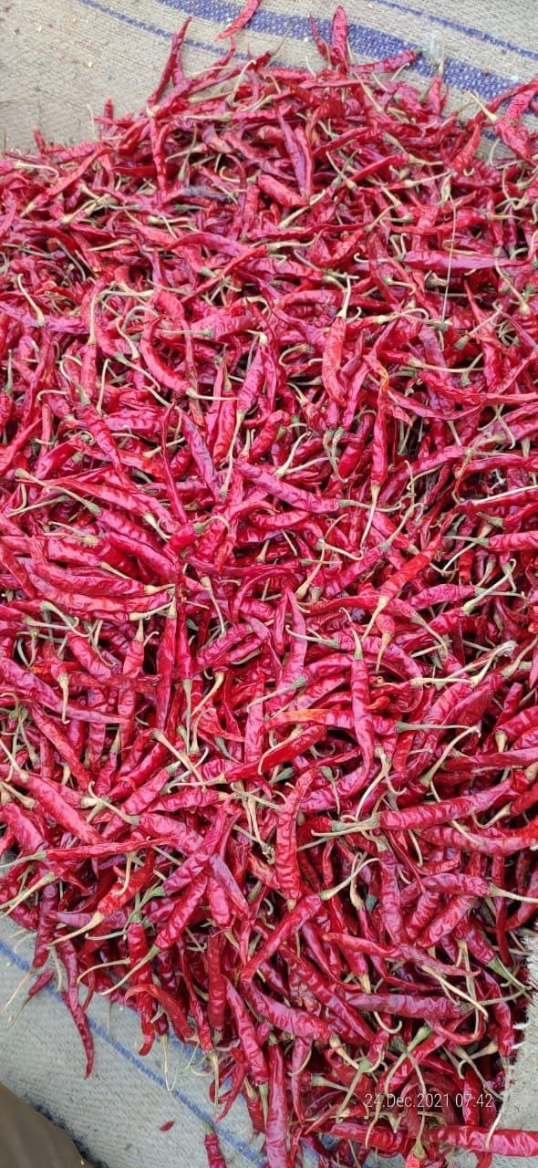 Freshly harvested Teja S17 dried red chillies spread for drying