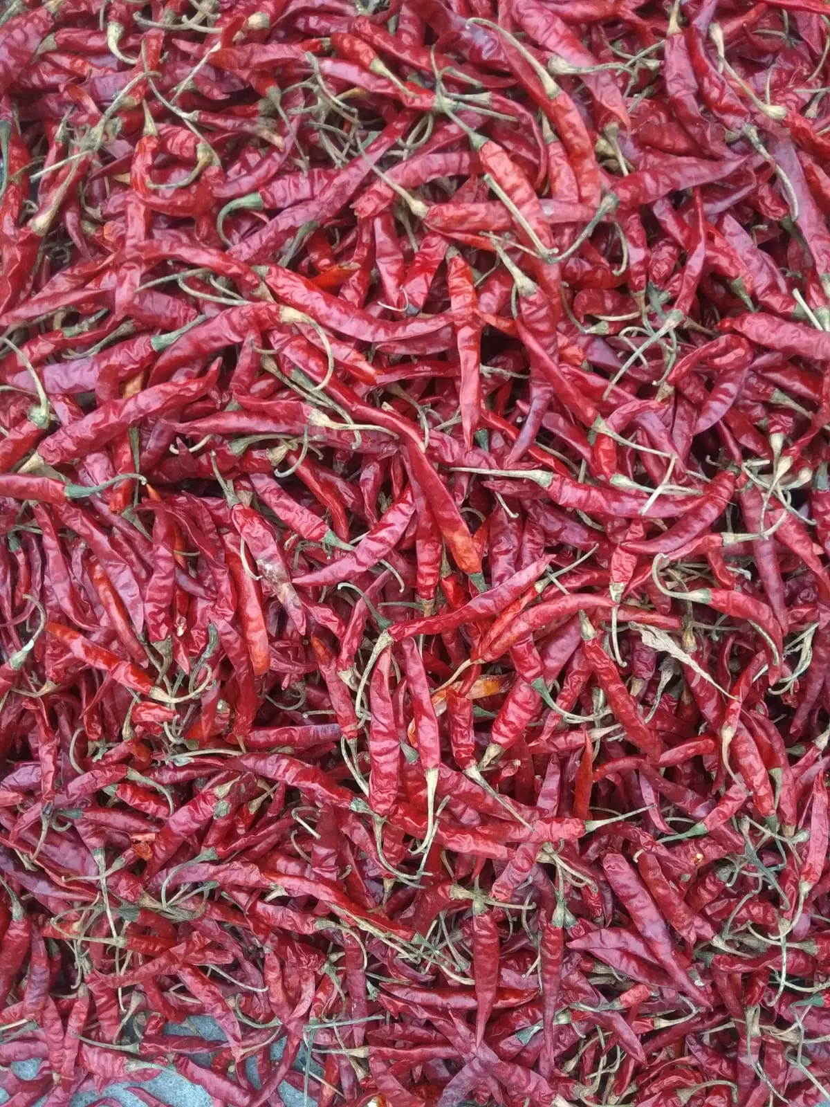 Deep red Teja S17 dried red chillies prepared for export