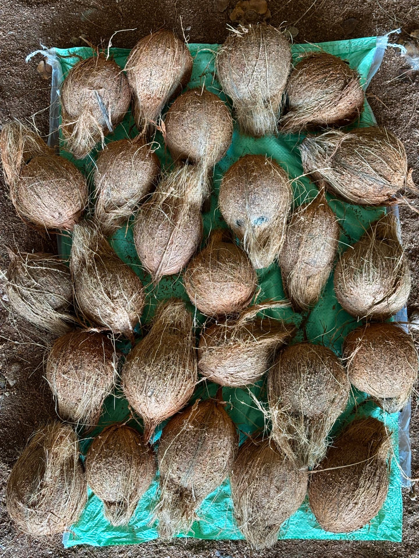 Graded coconut lot ready for packing
