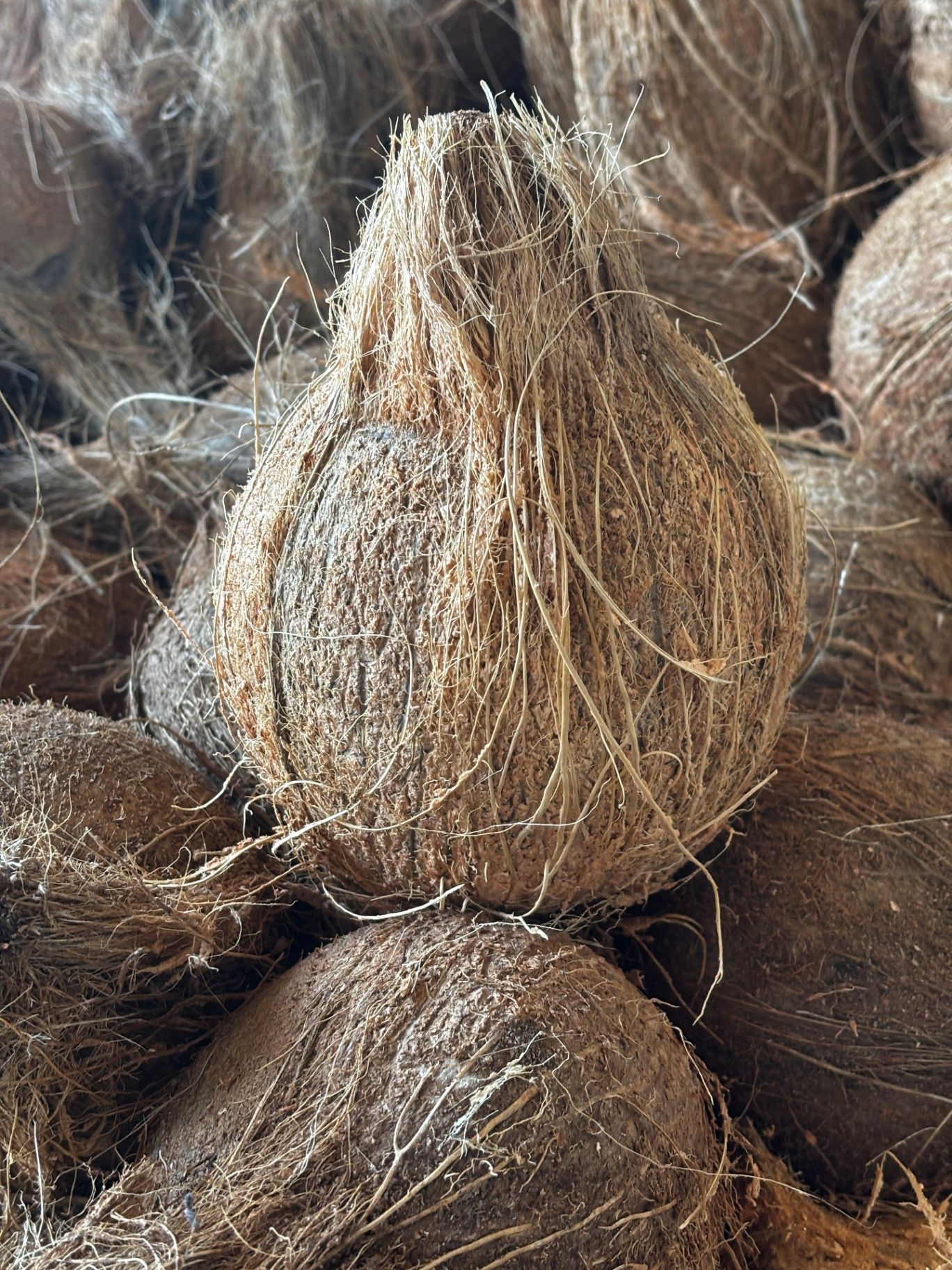 Fresh mature Indian coconuts selected for export