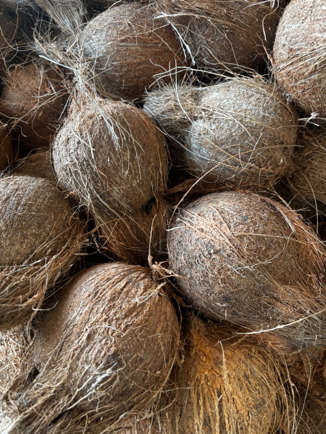 Pile of mature natural brown coconuts