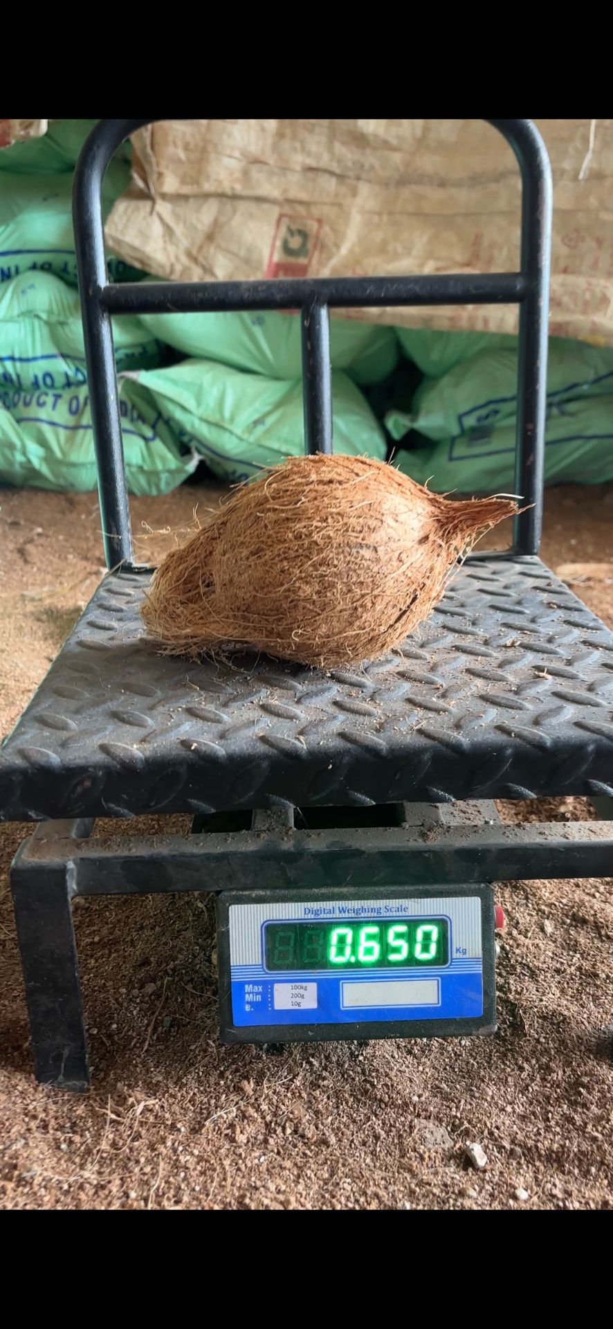Weighing coconut for export