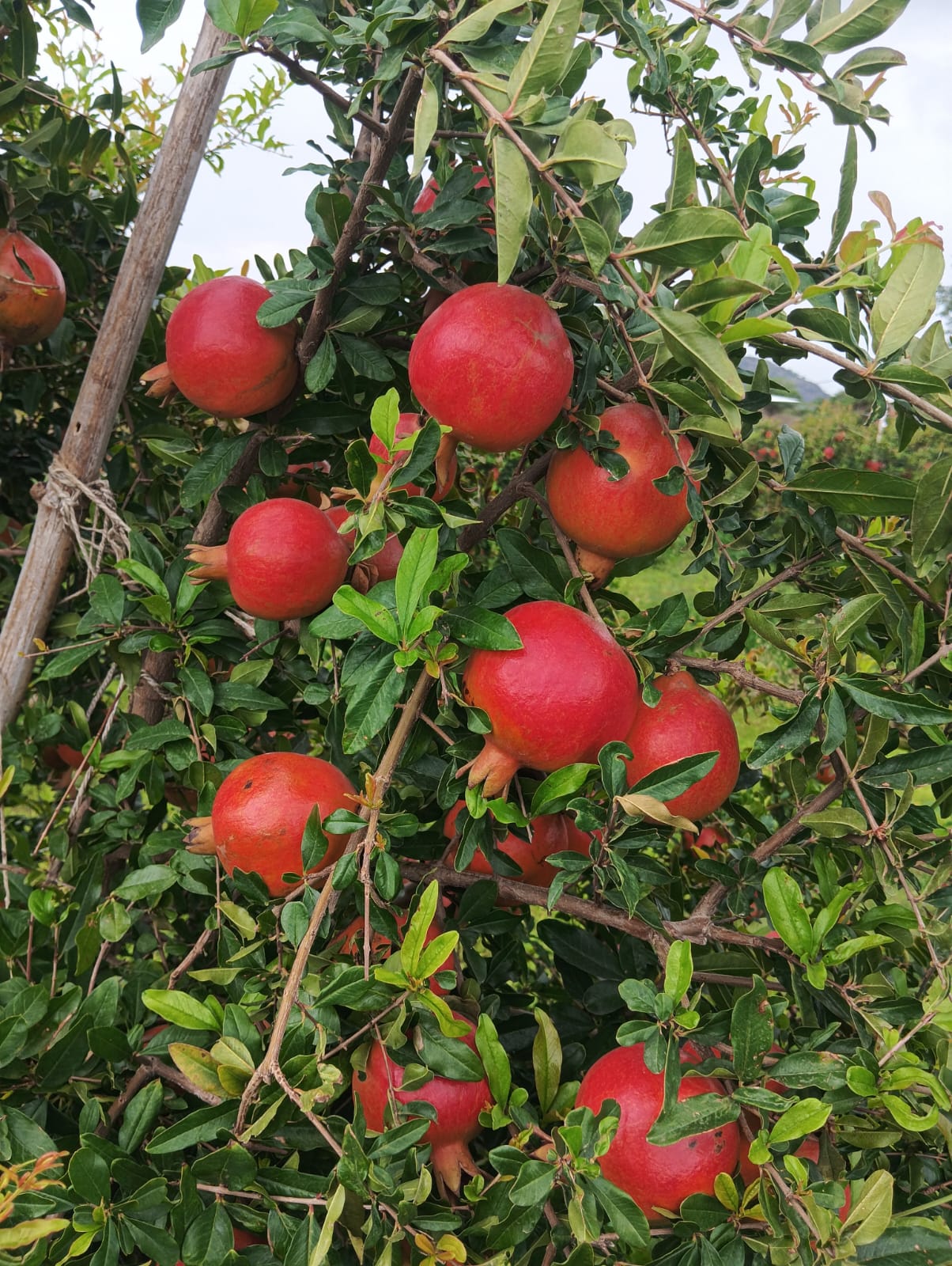 Pomegranate trees in the growing belt