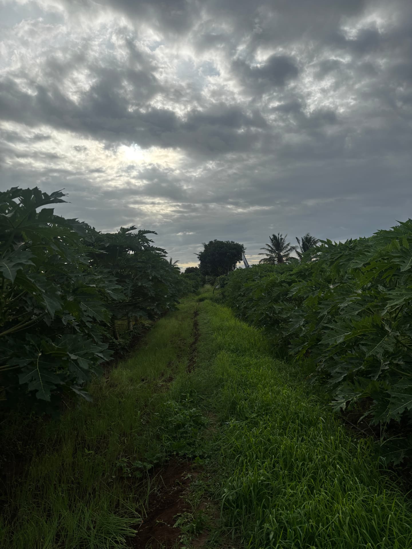 Papaya plantation pathways
