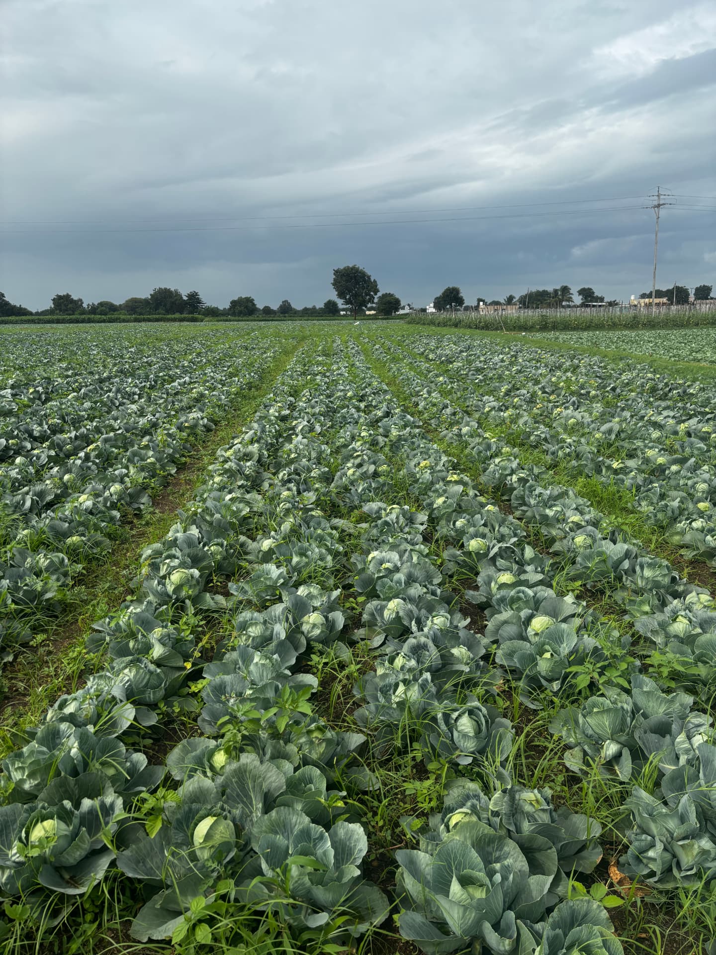 Cabbage fields in the growing belt