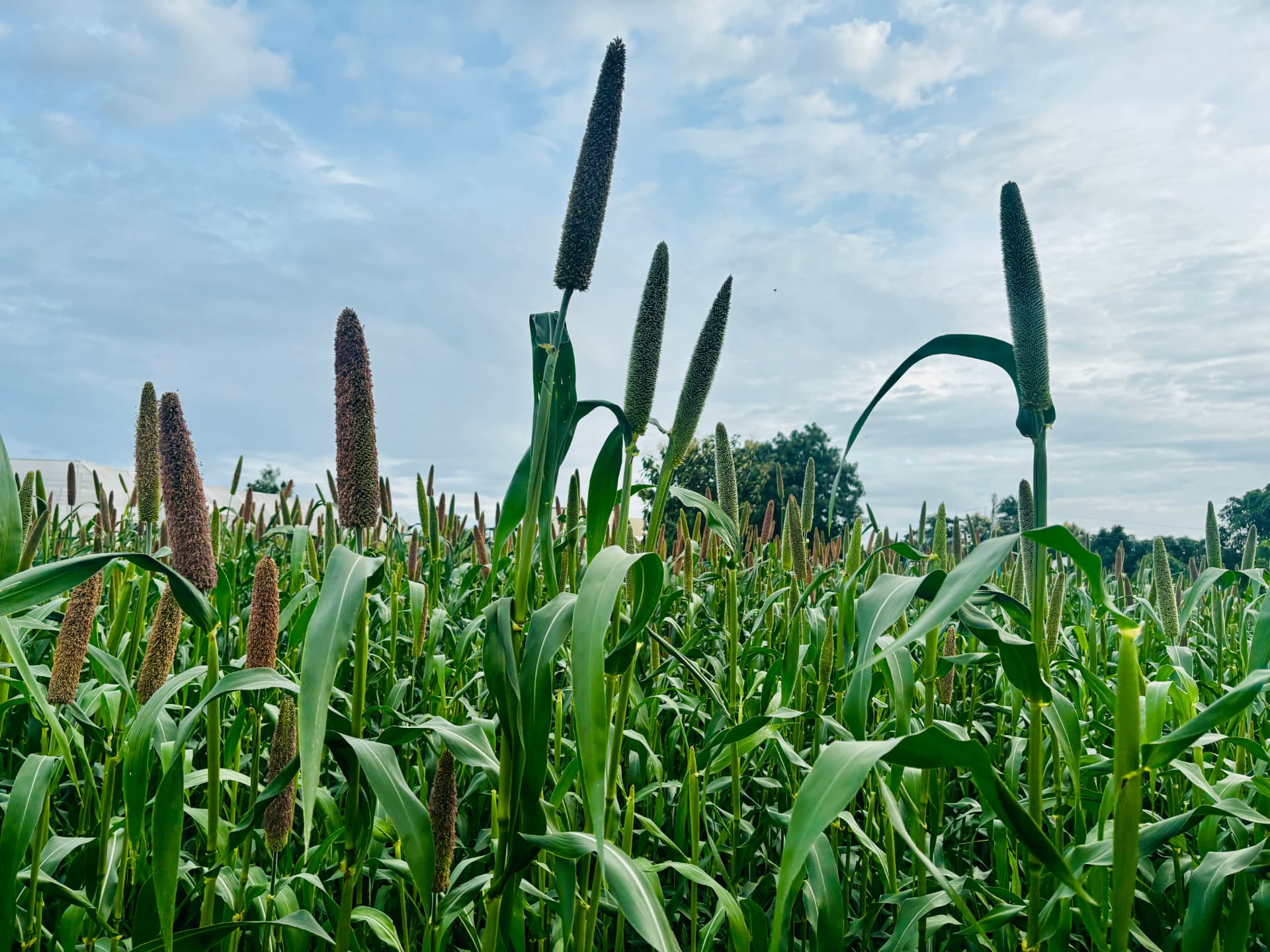 Millet crop in bloom