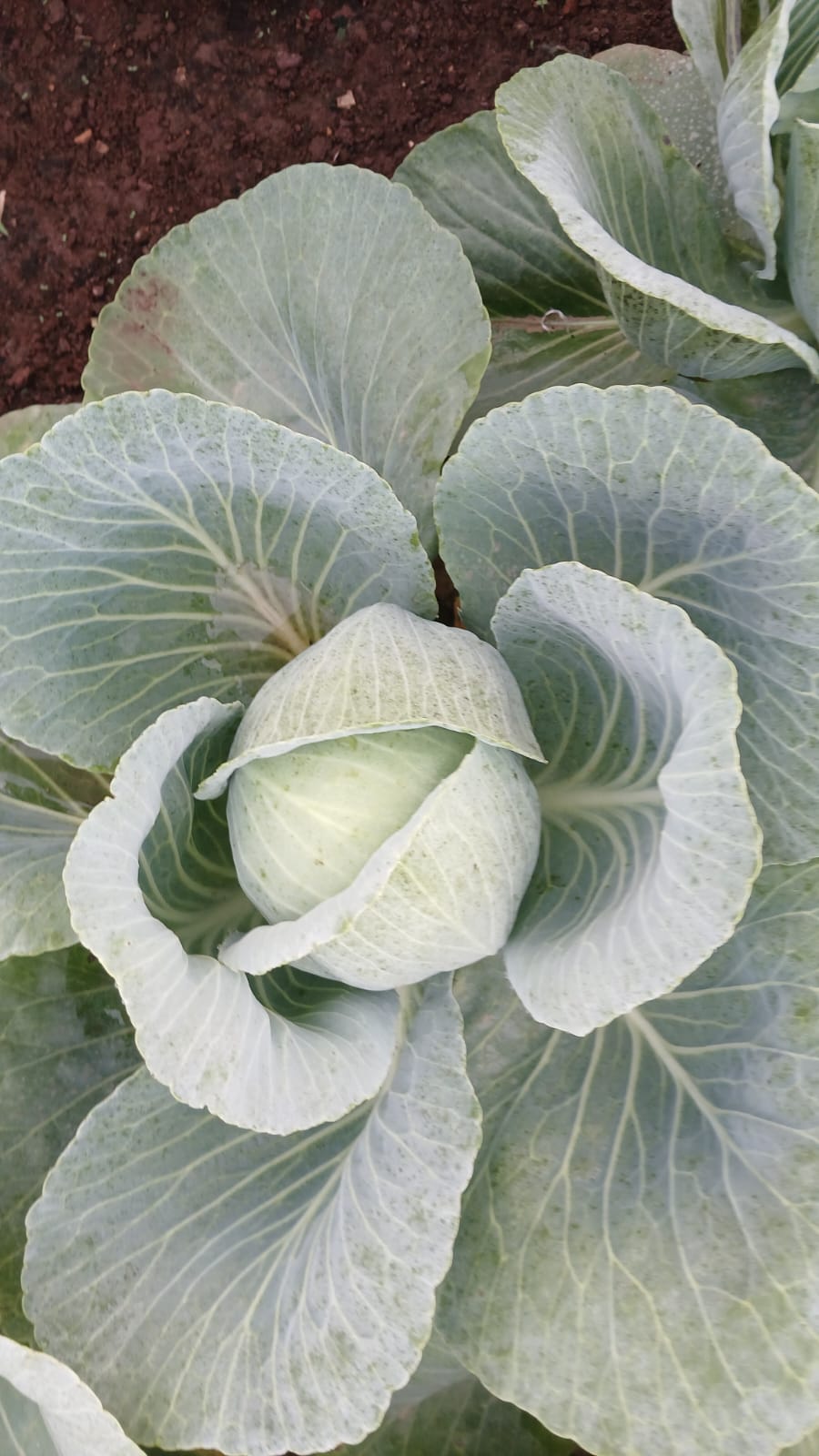 Cabbage head at maturity