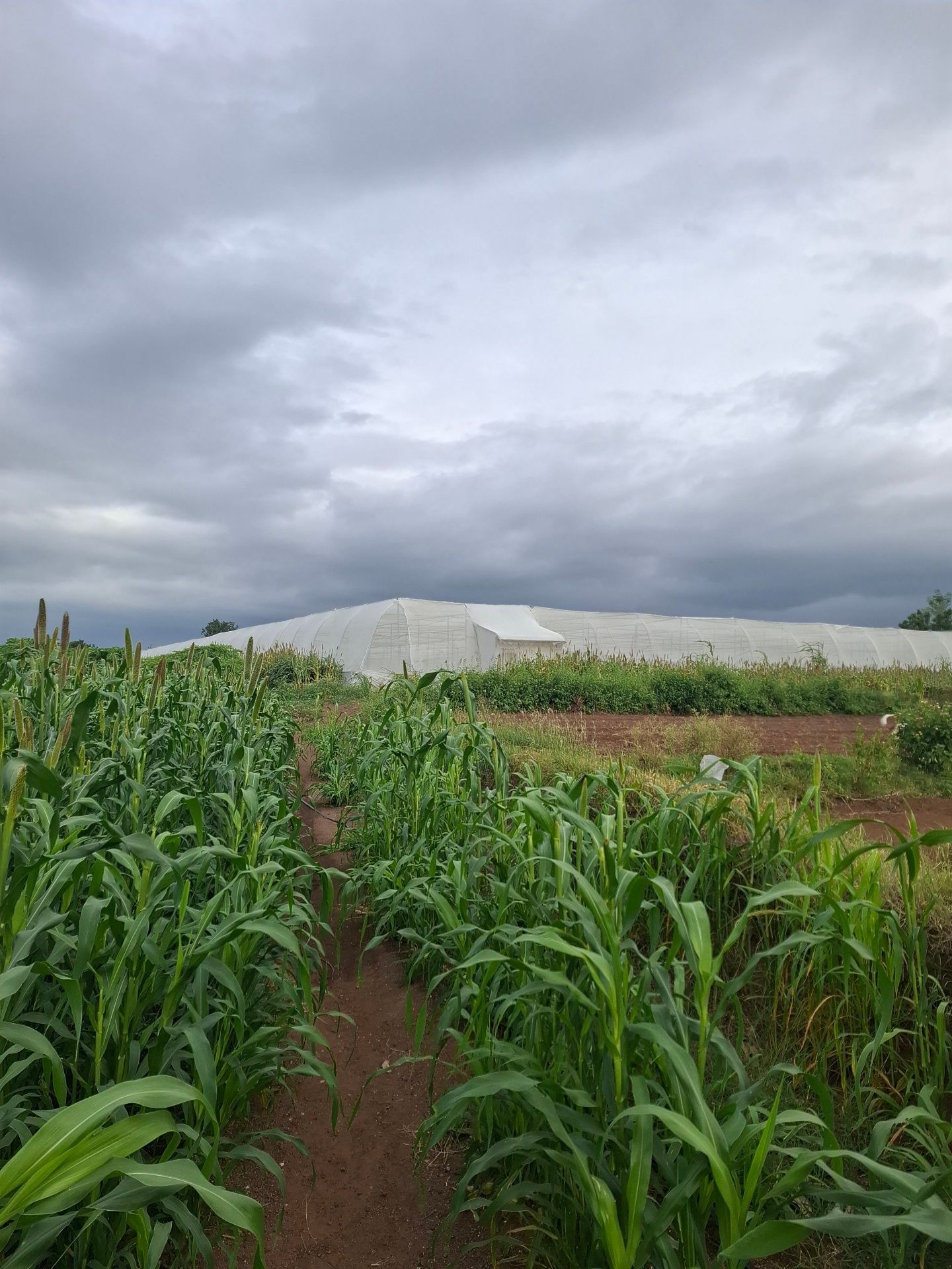 Millet fields beside the greenhouse