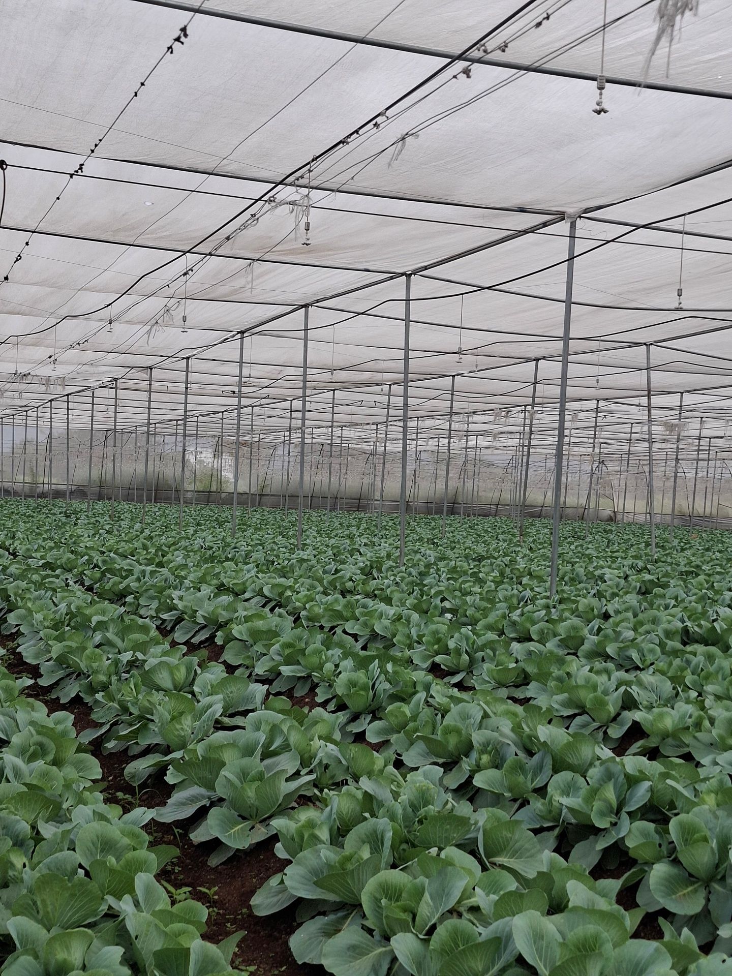 Cabbage growing under shade netting