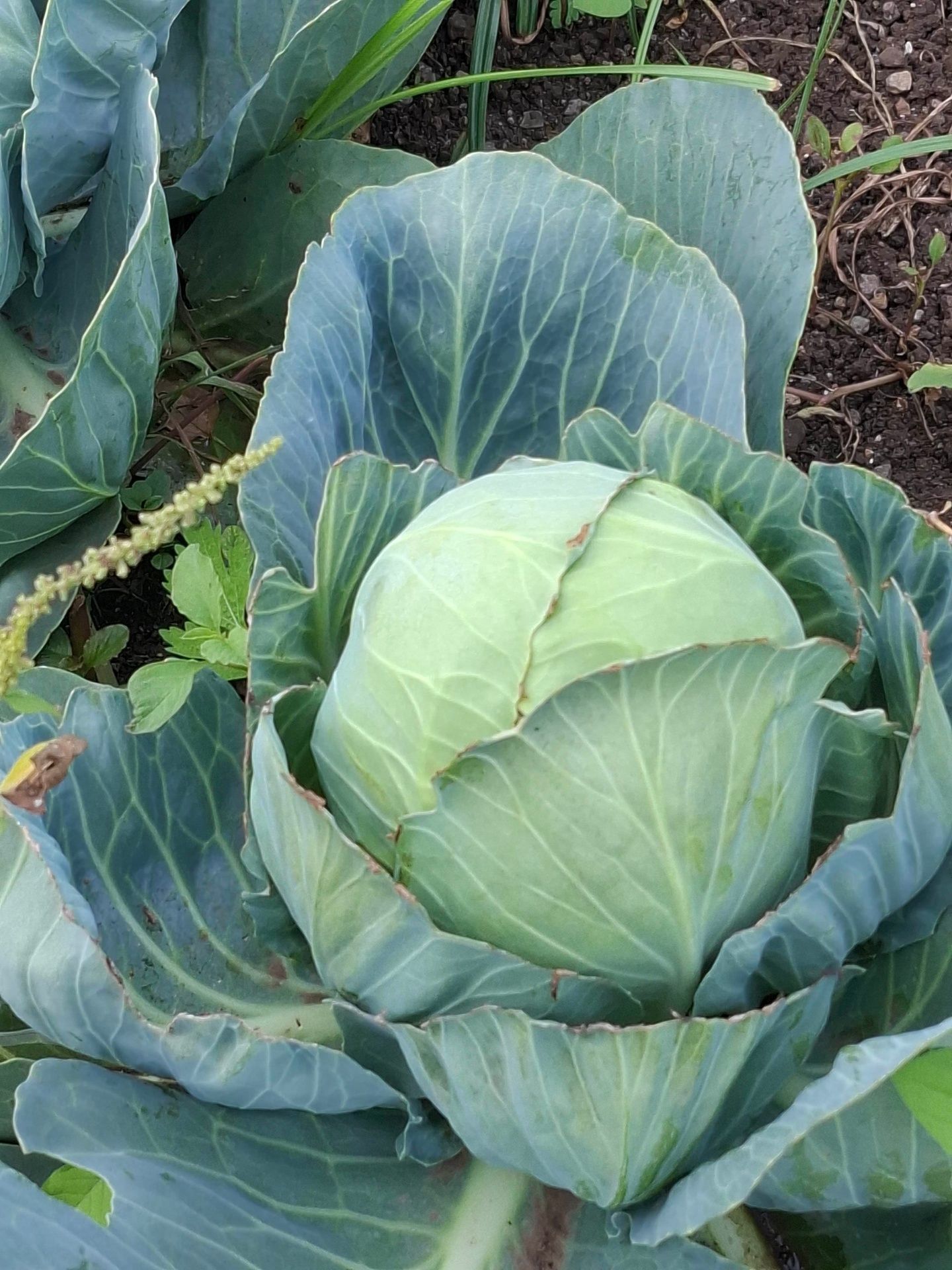 Cabbage heads ready for harvest
