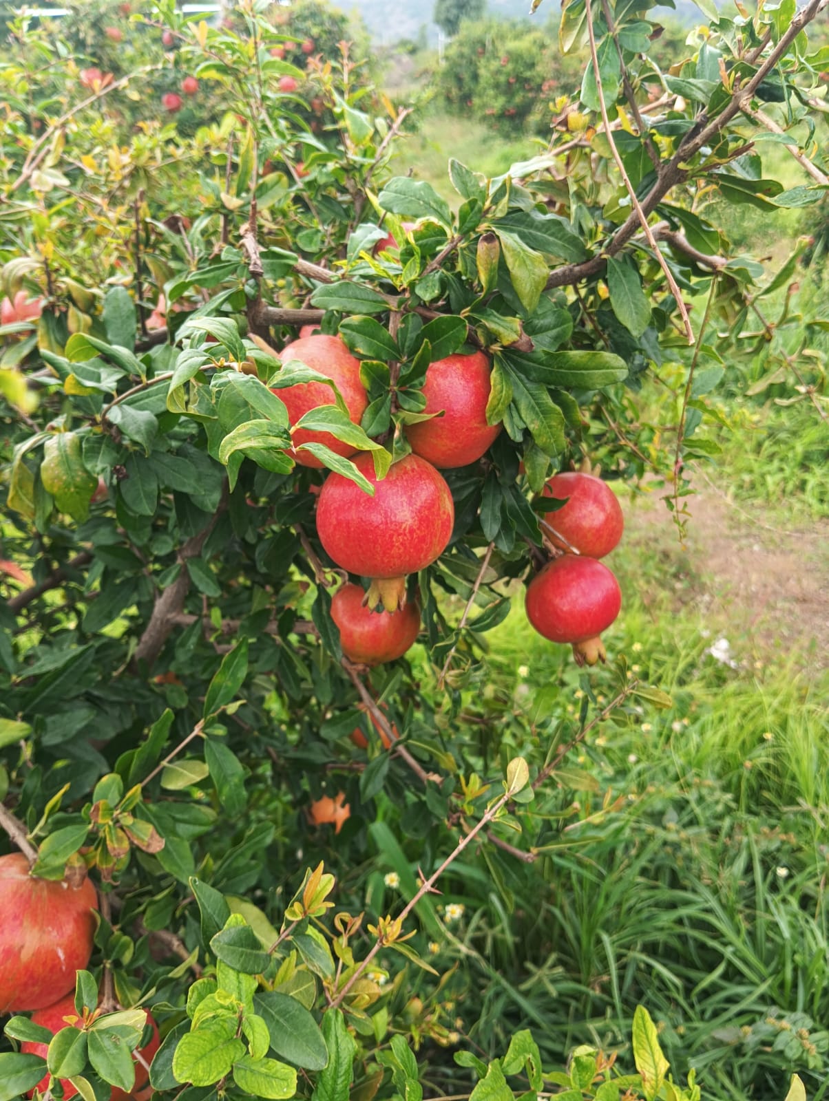 Pomegranate orchard at harvest