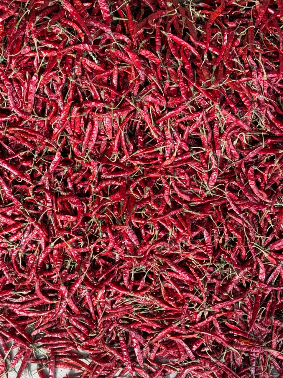 Dried red chilli lot 1