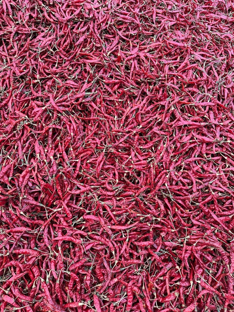 Dried red chilli lot 2
