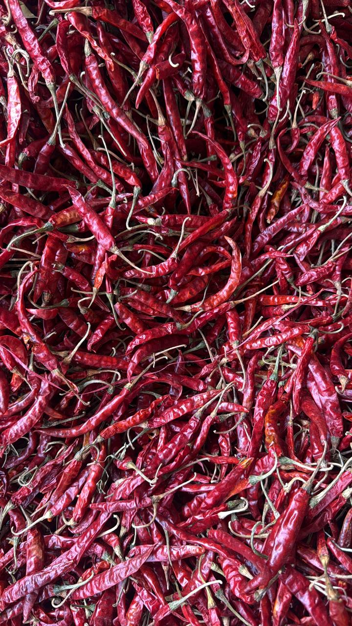 Dried red chilli lot 4