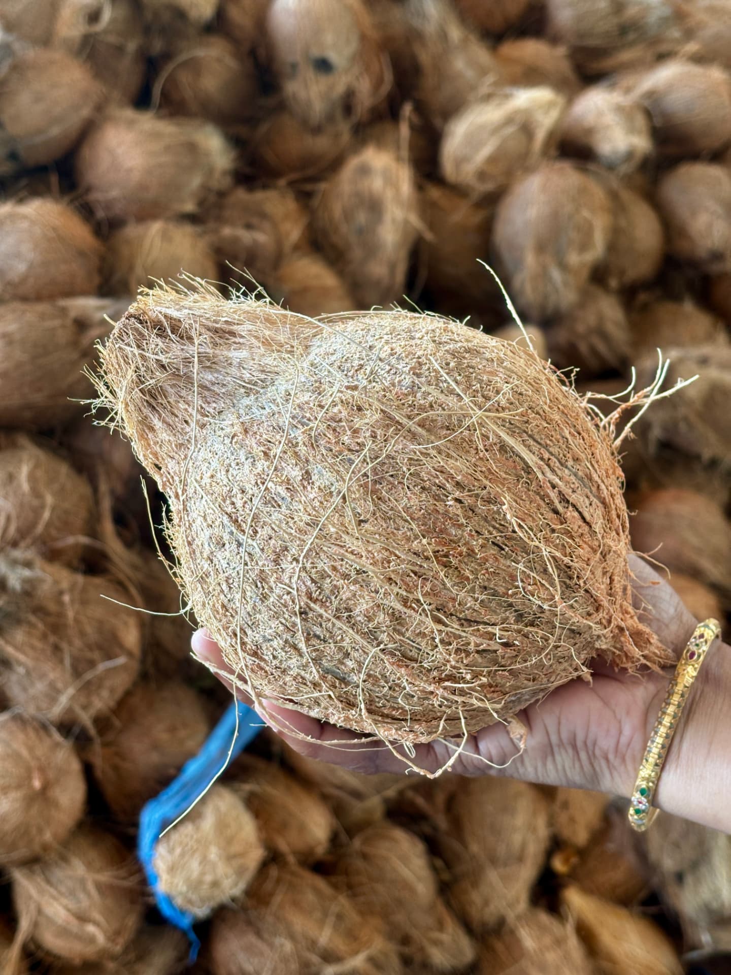 Coconut lot for export