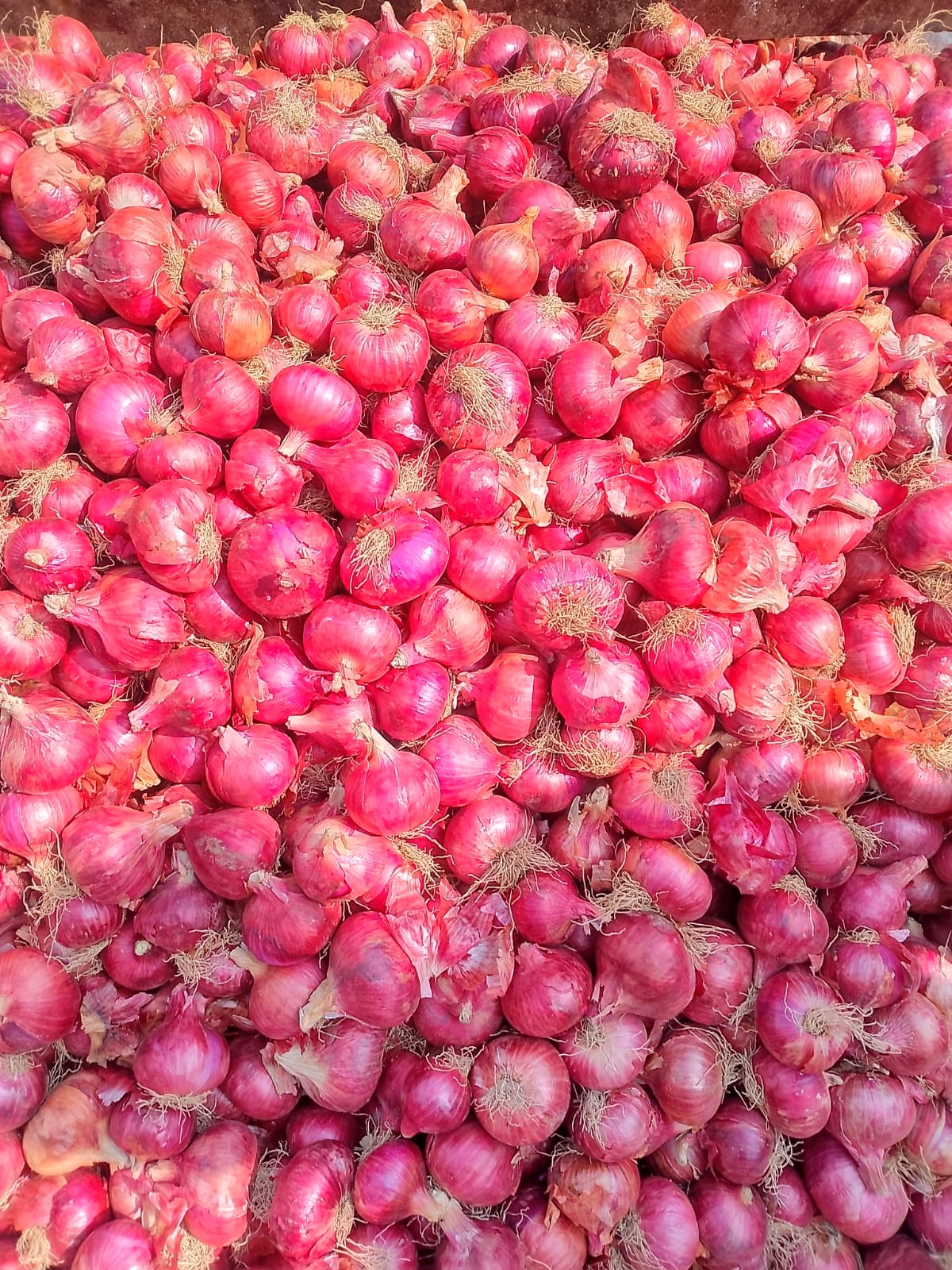 Red onion lot 1