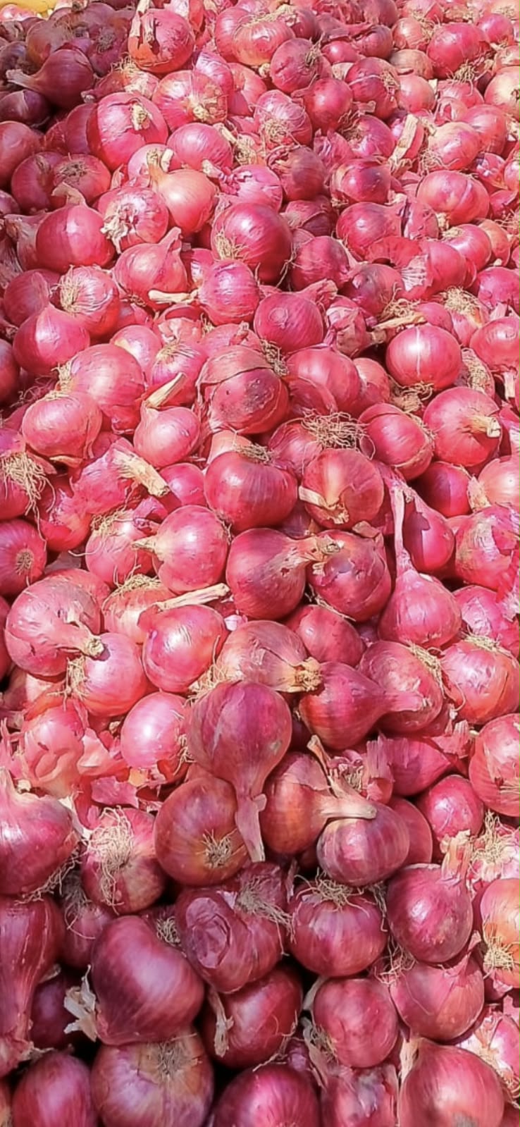 Red onion lot 2