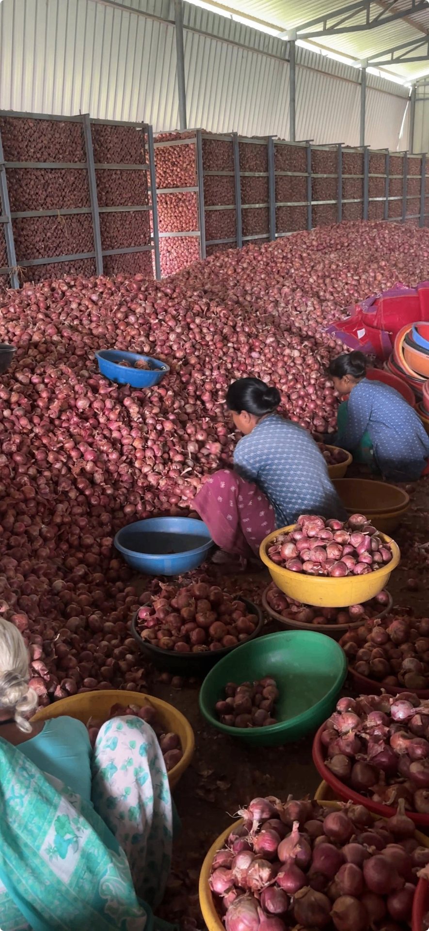 Onion sorting at the facility