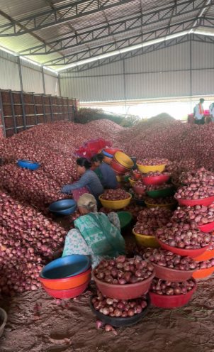 Grading onion lots for export