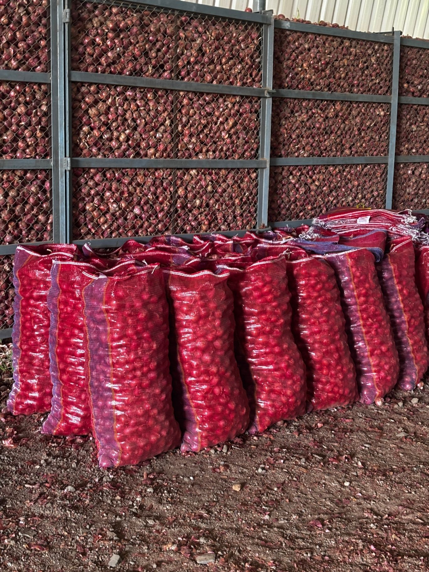 Red onion lots packed for export