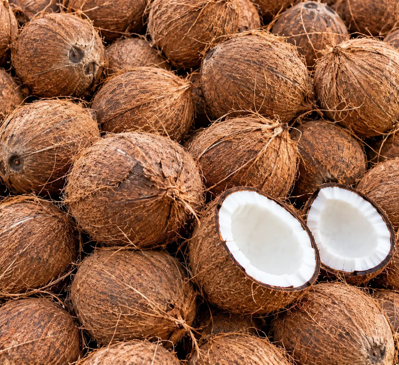 Coconut — export grade from SHIVEN GLOBAL