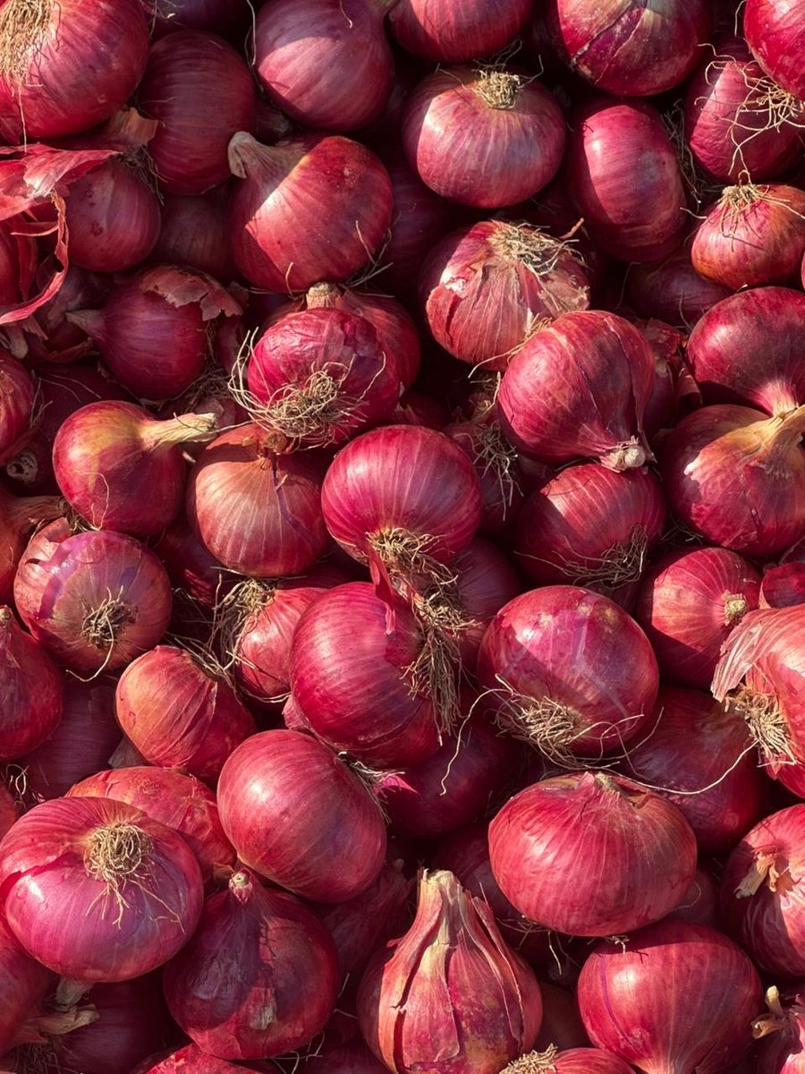 Export-grade Indian red onions ready for packing