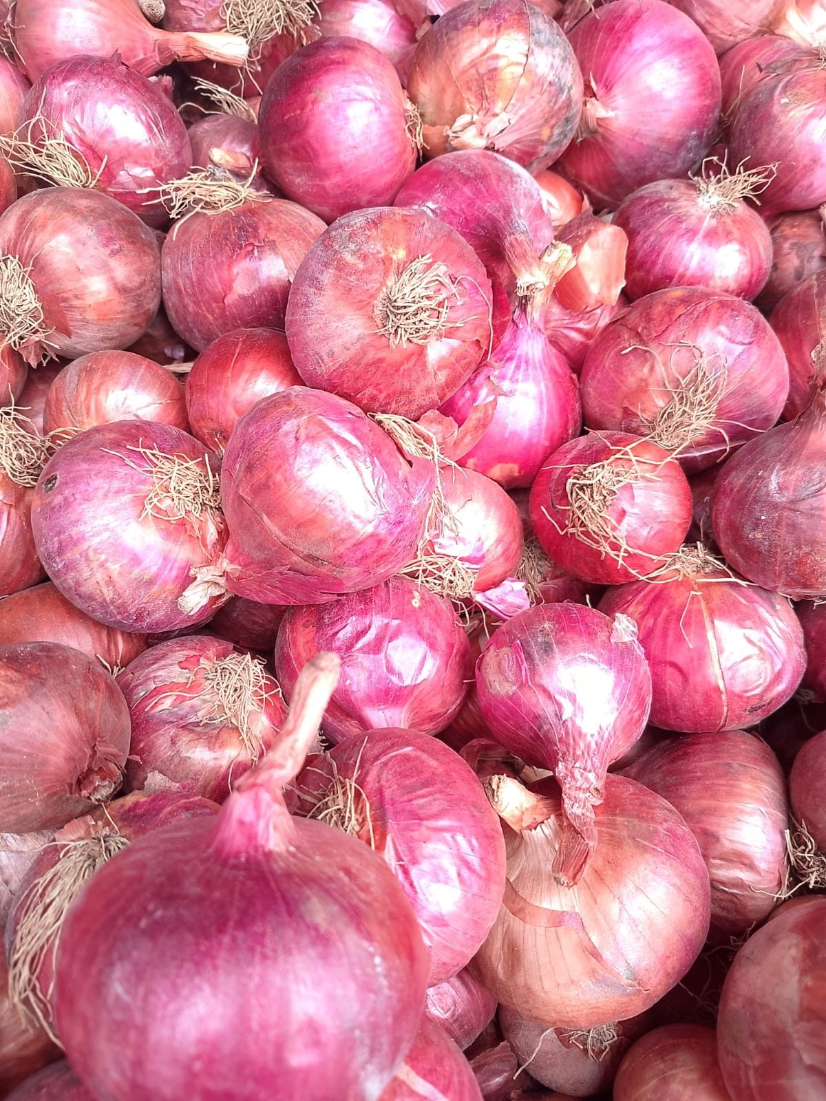 Freshly harvested Indian red onions in bulk